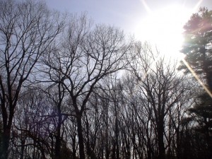 Framingham, MA - spring litter layer, trees