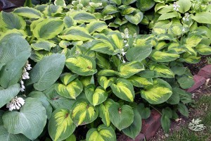 hostas