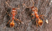 European Fire Ants