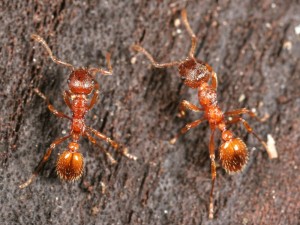 PHOTO - Myrmica Rubra (European Fire Ant)