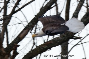 PHOTO - Eagle flying on the banks of Sudbury River near Simpson Park, Framingham (c) Wayne Dion, 1/31/2011.