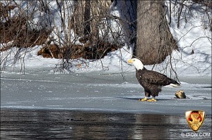 PHOTO - Eagle eating on bank of Sudbury River near Simpson Park in Framingham, (January 2011)