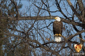 PHOTO - American Bald Eagle, Framingham, MA, January 31, 2011