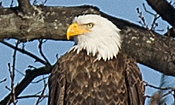 Eagles Feeding at Sudbury River