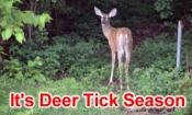 Deer Ticks in Framingham