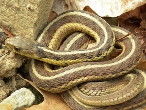 Common Garter Snake found in Framingham, MA (USA)