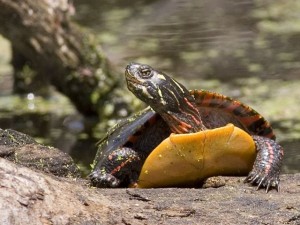 Painted Turtle, Framingham, MA (USA)