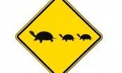 Caution! Turtles Crossing