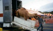 Bring The Kids to Petting Zoo in Saxonville