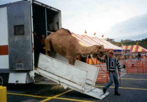 Worker unloads camel for traveling zoo in Framingham, MA