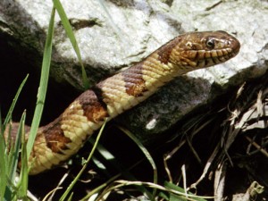 photo of Northern Water Snake (Nerodia Sipedon)