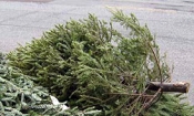 Christmas Tree Curbside Collection (Jan. 14th – 18th, 2013)