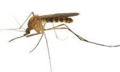 Area Mosquitos Carry West Nile Virus